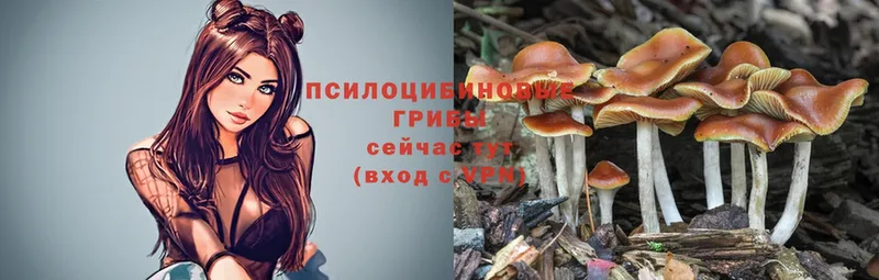 ссылка на мегу зеркало  Череповец  Галлюциногенные грибы Psilocybe  что такое  